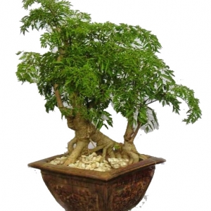 cây cảnh đinh lăng bonsai